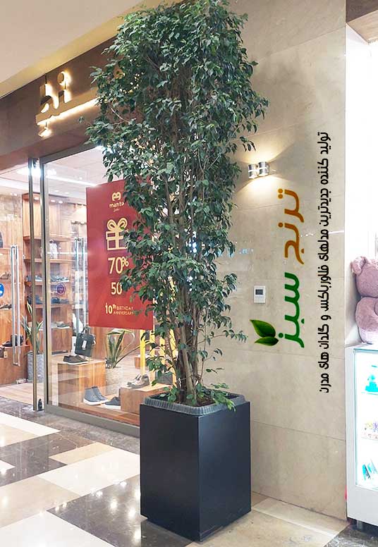 درختچه بزرگ کاشته شده در داخل فلاورباکس فلزی مربعی مدل سایان
