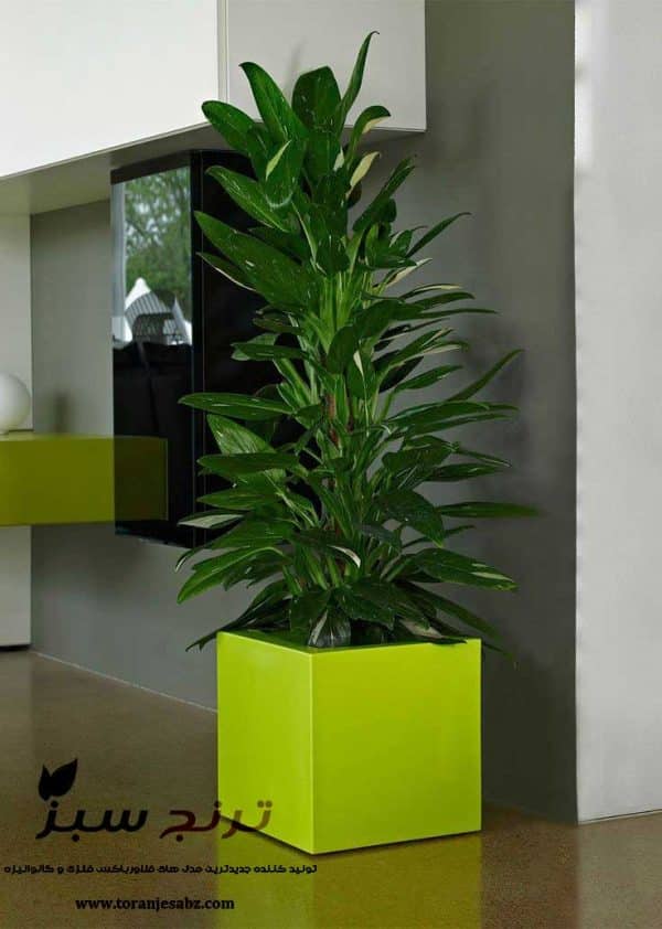 فلاور باکس سبز رنگ در داخل اداره